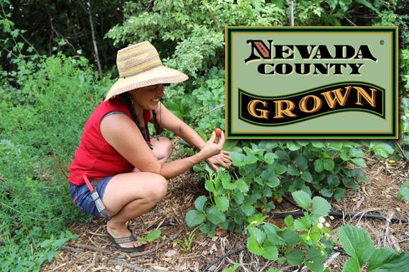 Nevada County Grown